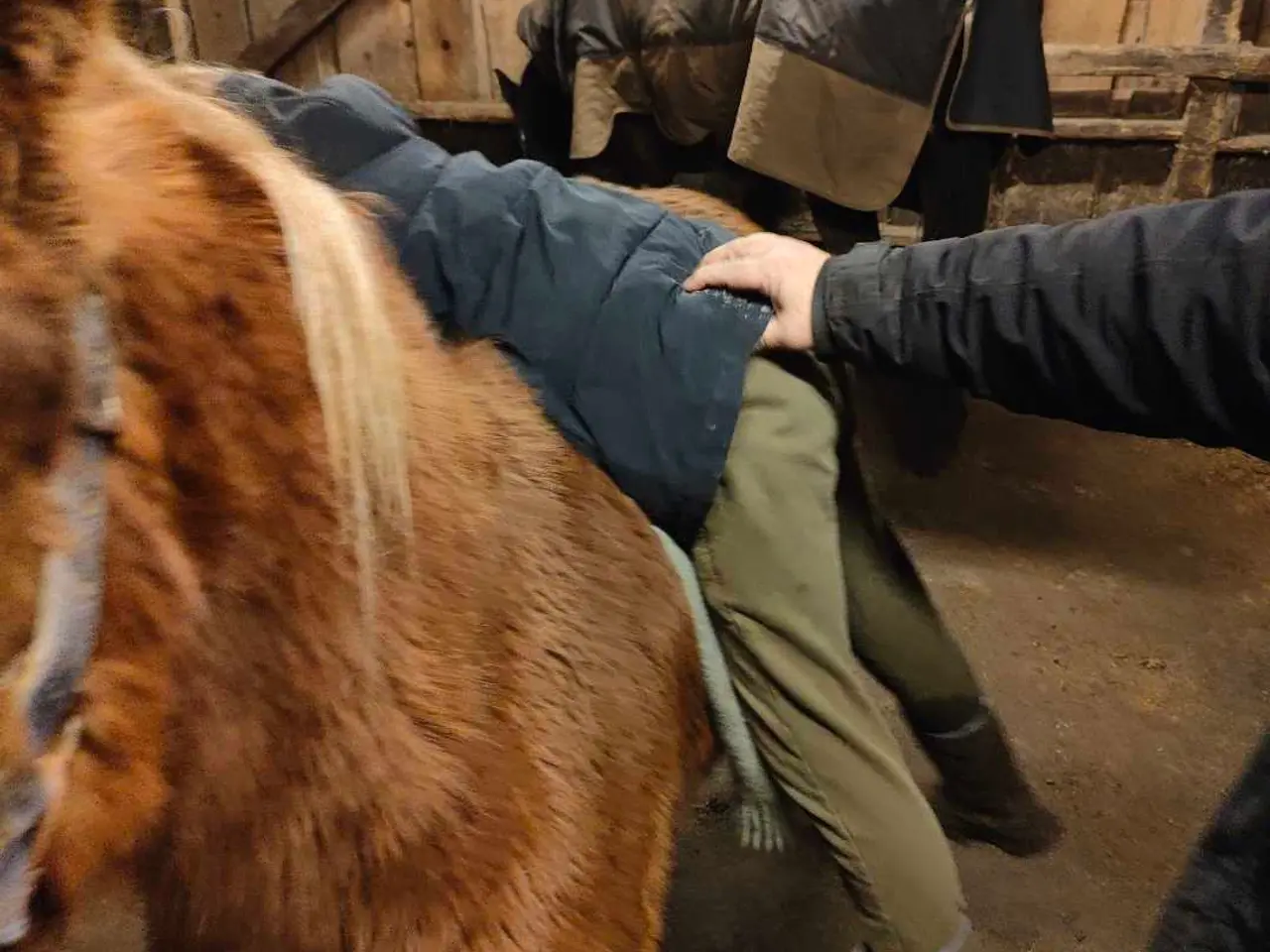Billede 3 - Welsh pony vallak