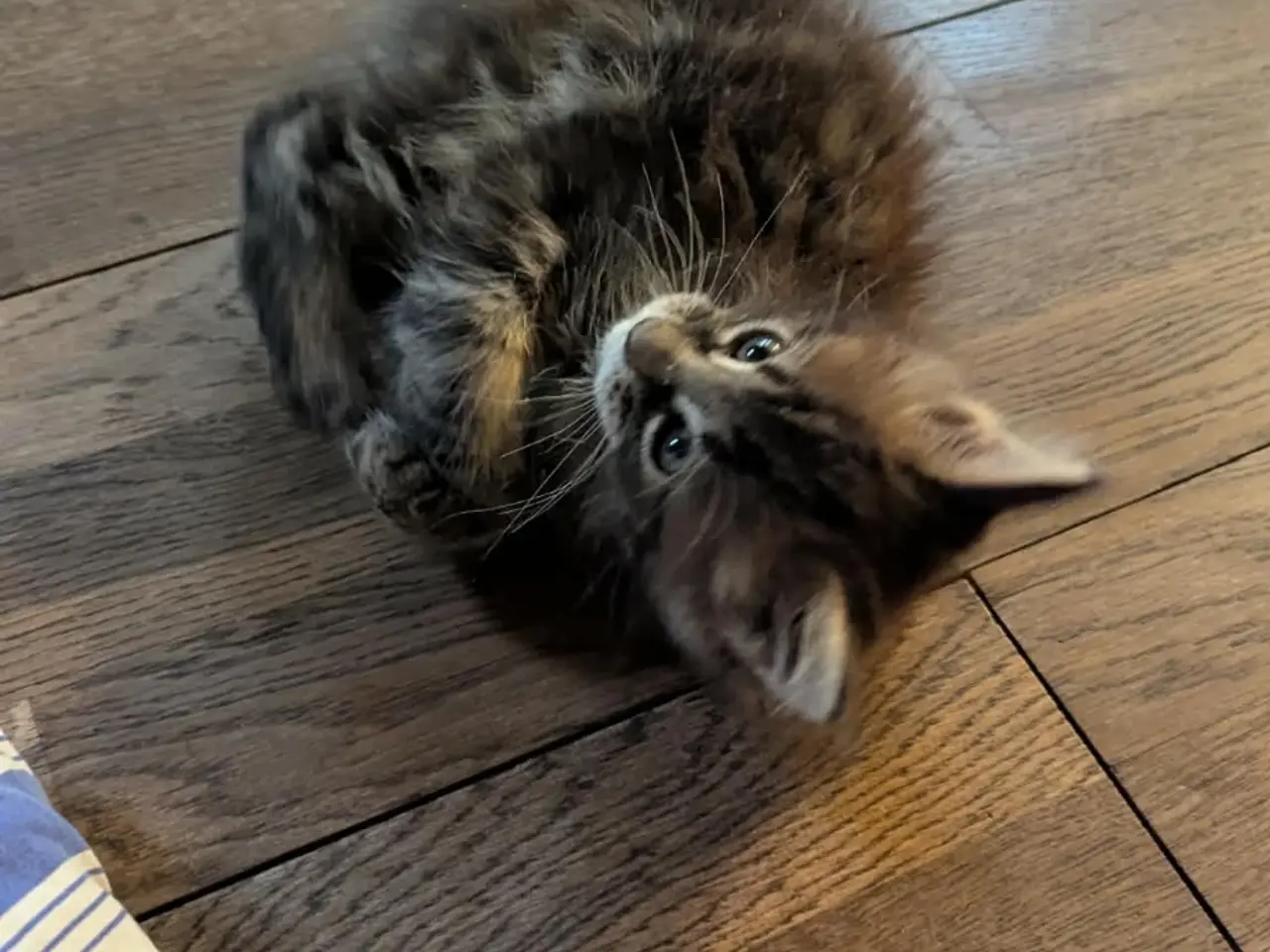 Billede 2 - Donderboss Maine coon