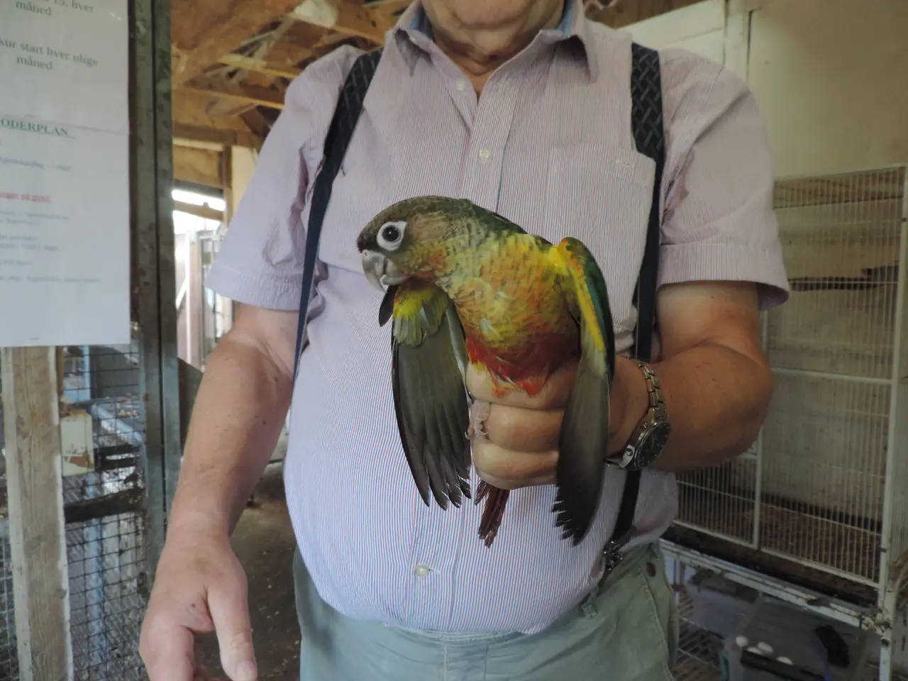 Billede 3 - Flot Conure unge.