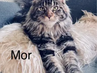 Maine coon