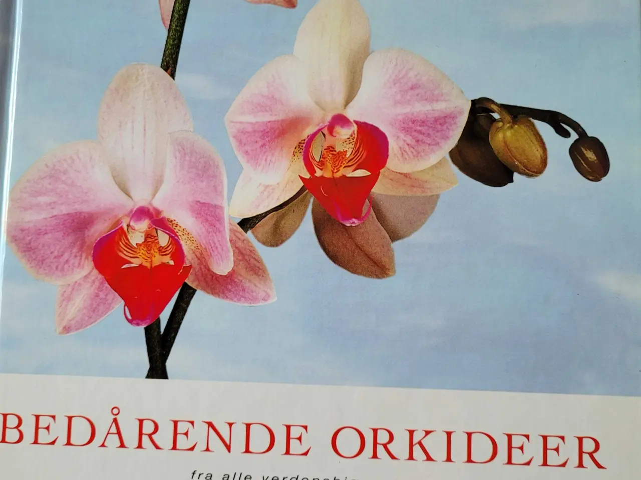 Billede 5 - Orkideer, alt godt fra Haven 