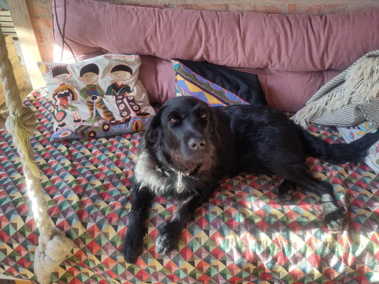 Billede 9 - 🐶Labradoodle hvalpe søger kærlige familier 🏡❤️