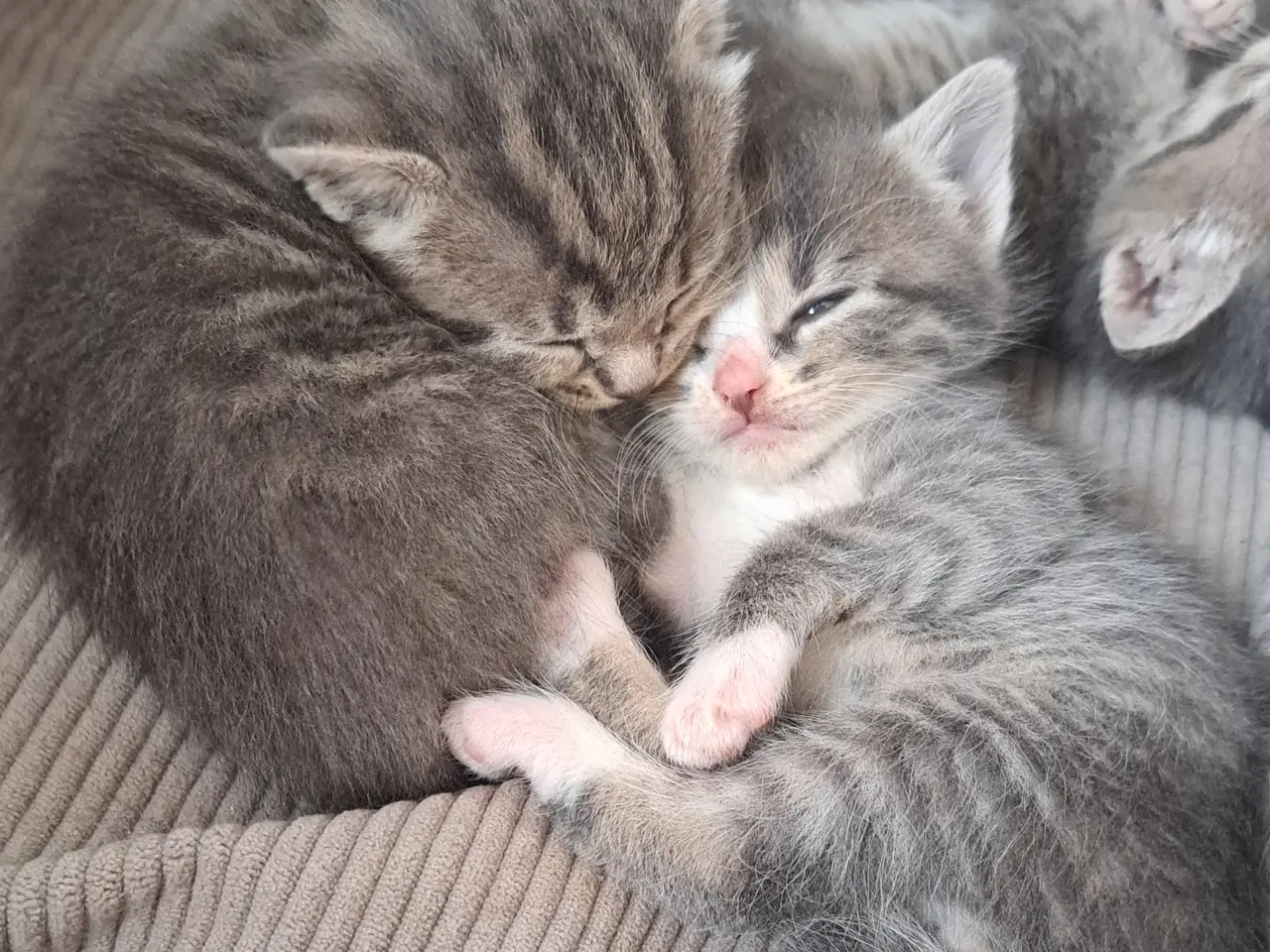 Billede 4 - 🐱 Søde killinger søger kærlige hjem 🐱