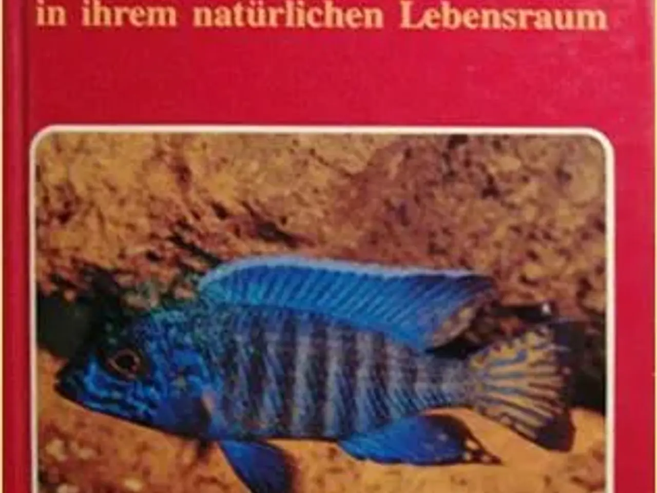 Billede 2 - Malawi Cichlids bøger, tysk - engelsk