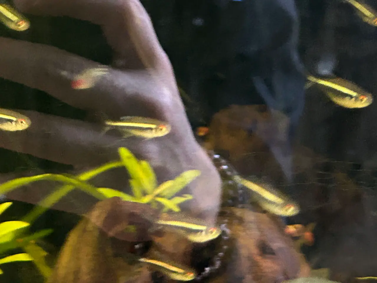 Billede 7 -    🐟🖤  Sorte neonfisk – flotte stimefisk