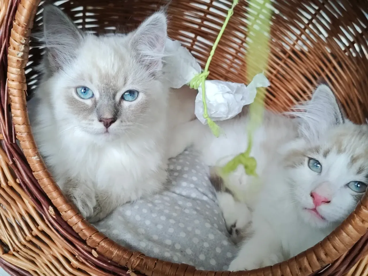 Billede 1 - Ragdoll far-Ragdoll,Skovkat mor 