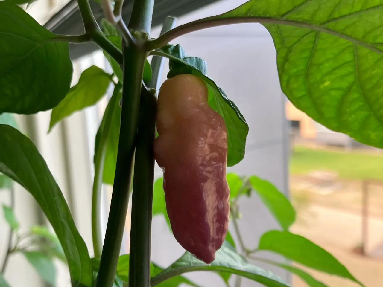 Billede 3 - Chili frø
