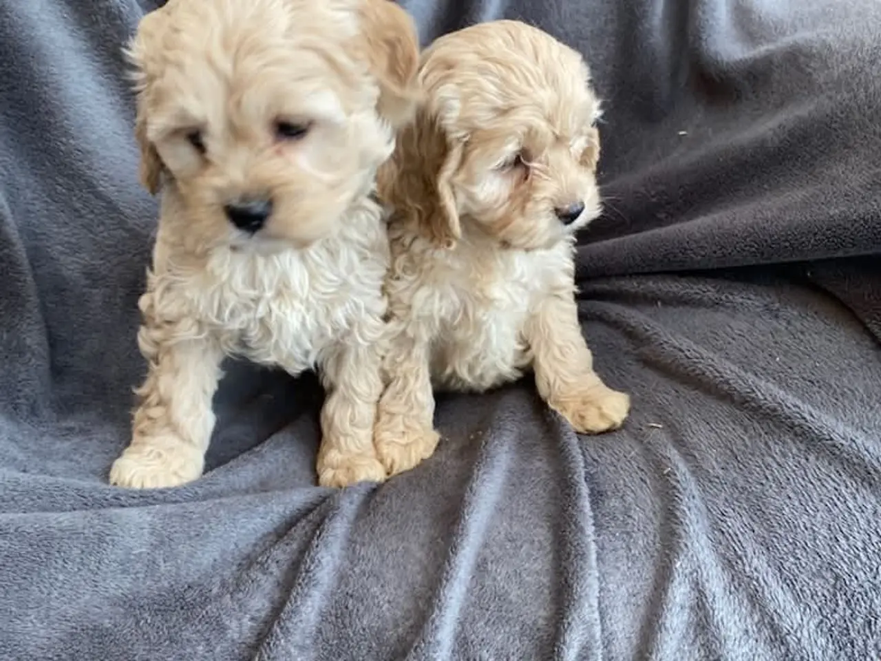Billede 6 - Cocker Poo