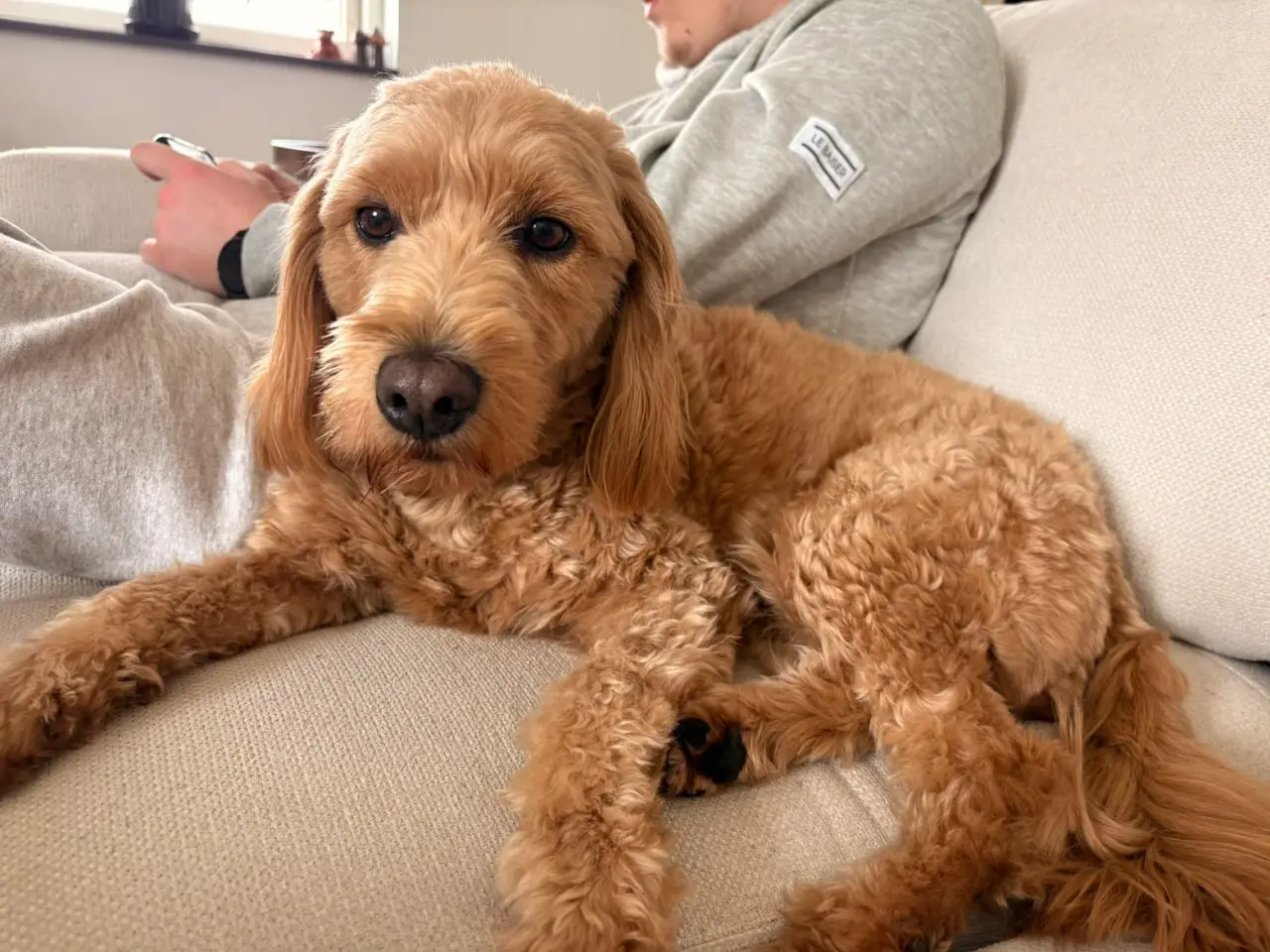 Billede 5 - Goldendoodle F1B