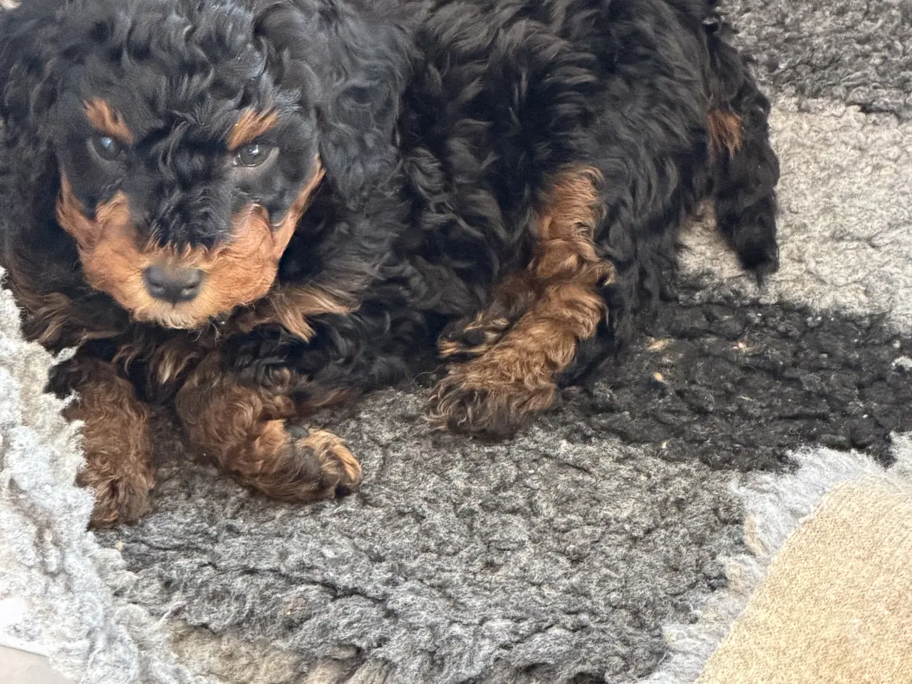 Billede 8 - Cavapoo 2 smukke Prinsesser ❤️
