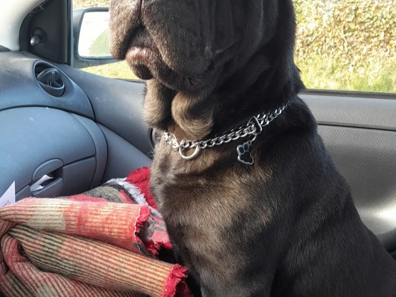 Billede 7 - Shar Pei Hvalp