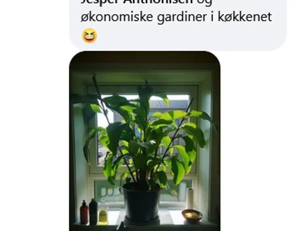 Billede 12 - 40 Canna Frø inkl. levering. Nemme at gro.