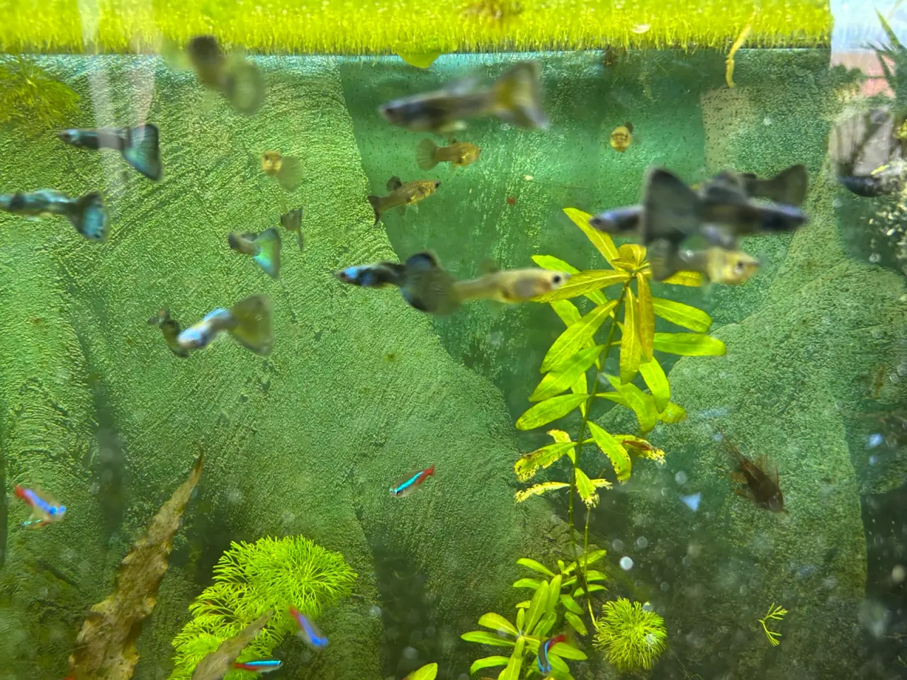 Billede 9 - 🐟🔵 Blue Moscow Guppy Par sælges - Viby J