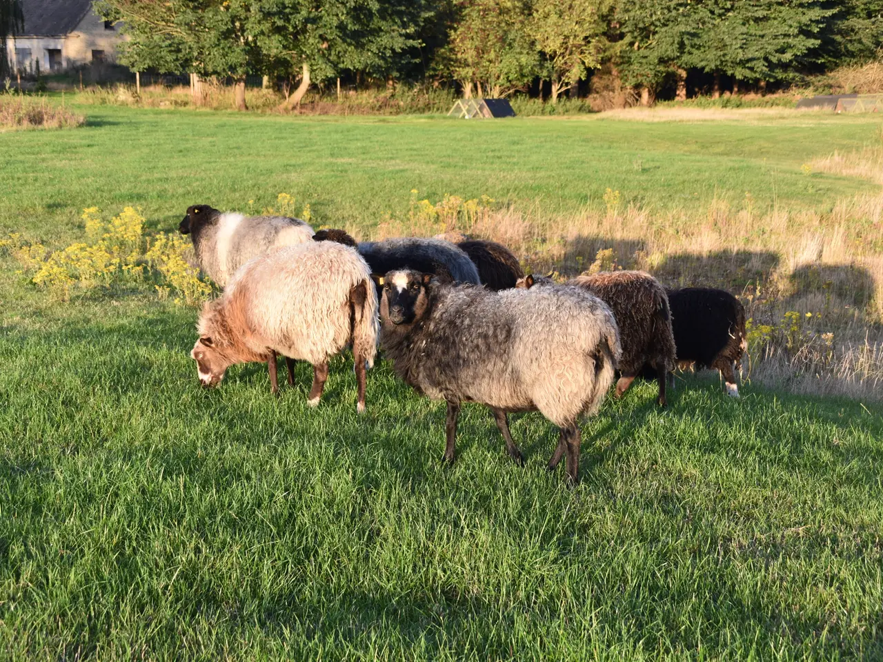 Billede 1 - Uld til dogmestrik
