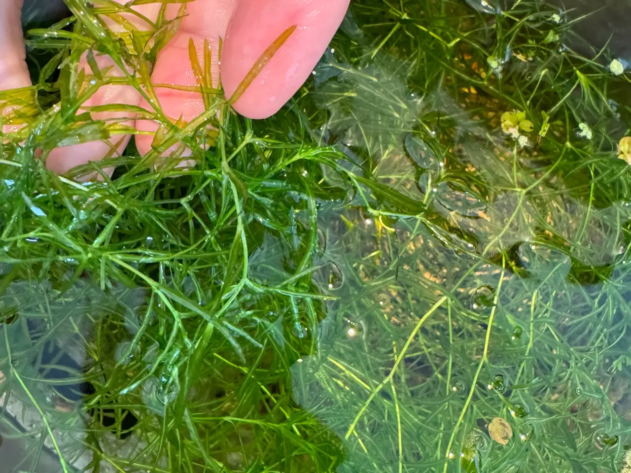 Billede 1 - Guppy græs sælges