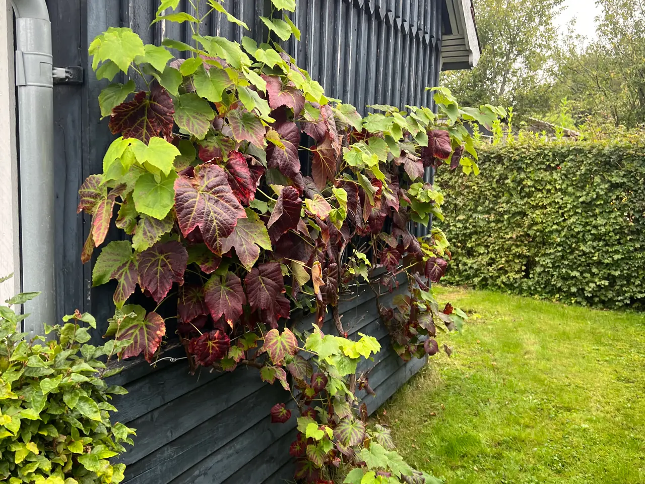 Billede 3 - Kolonihave med hus