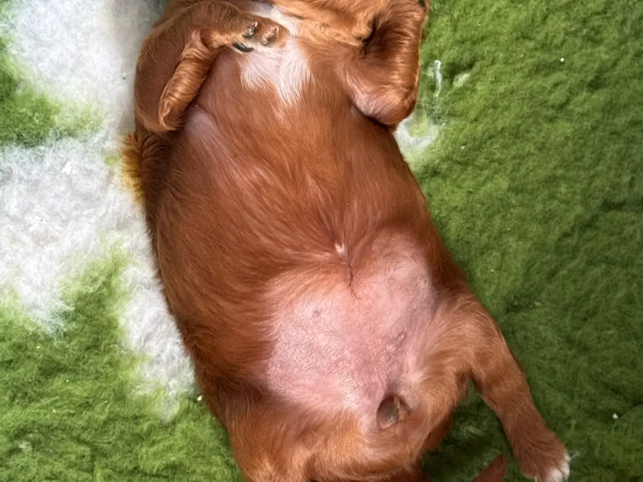 Billede 7 - Sød Cavapoo-hvalp med fantastisk hvid aftegning