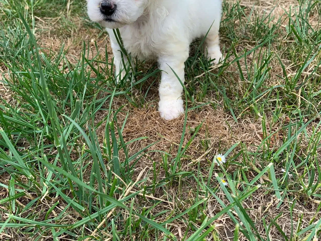 Billede 5 - Bichon Frise