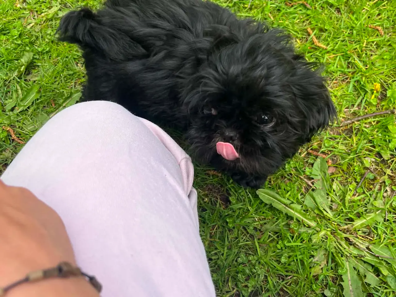 Billede 3 - Flotte sorte Shih Tzu hvalpe