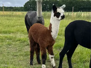 Alpaca hingste føl