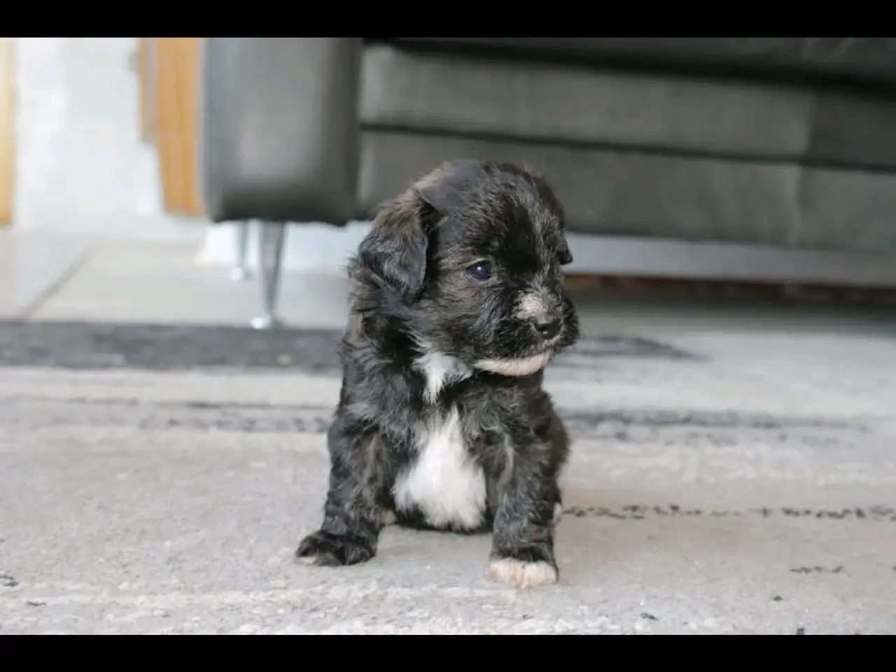 Billede 7 - Shih-poo søger deres næste hjem ❤️