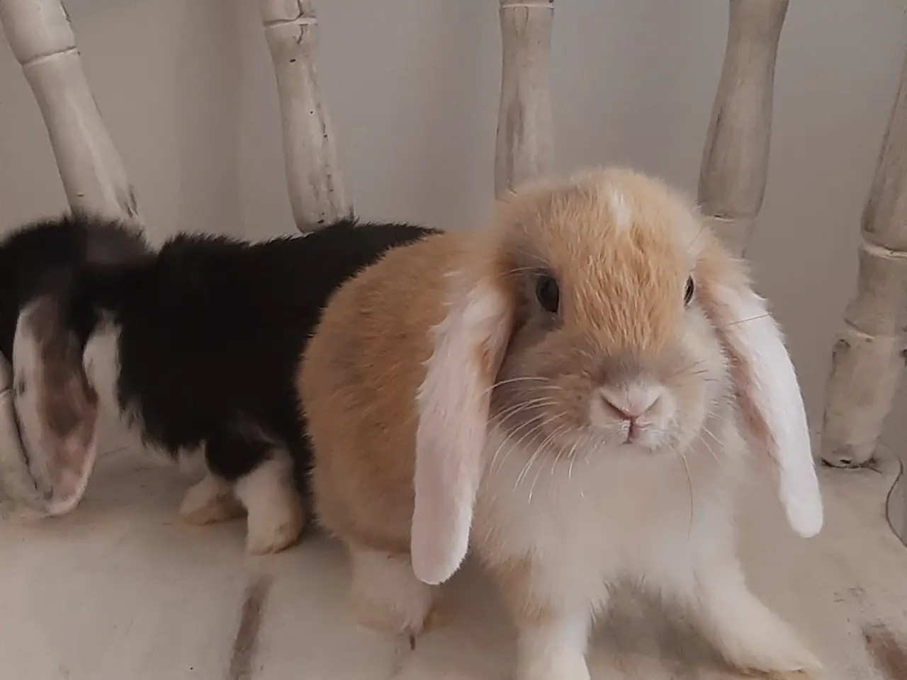 Billede 9 - (1200kr for 2)8 Unge kaniner🐰🐇 forskellige racer
