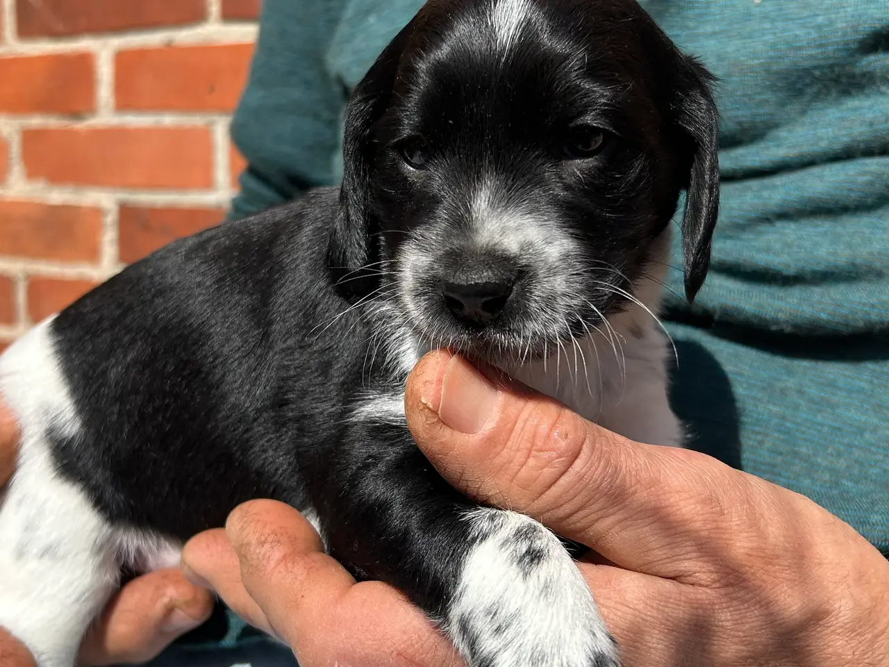 Billede 3 - DS/cockerspanielblanding