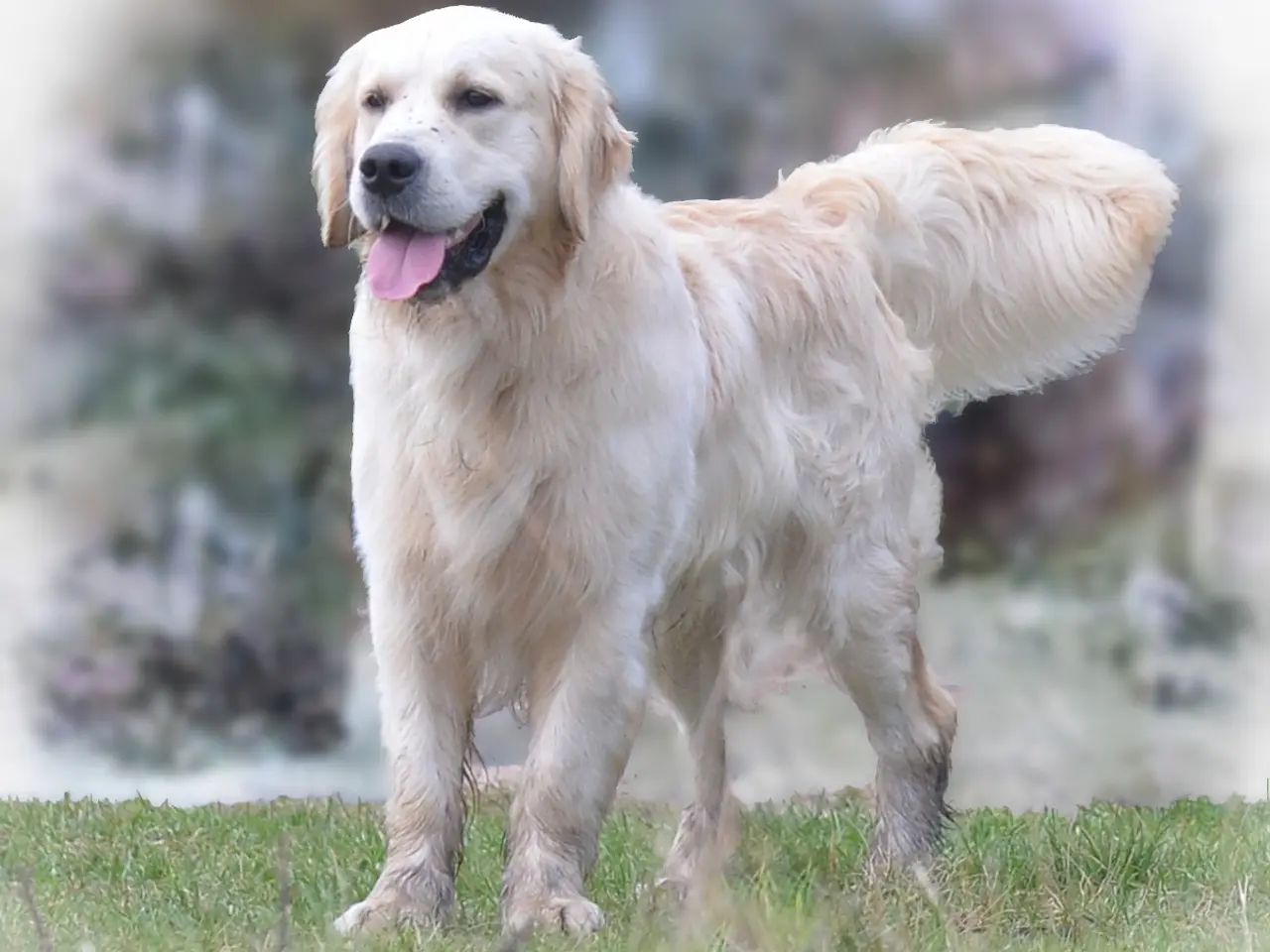 Billede 3 - Golden retriever hvalpe