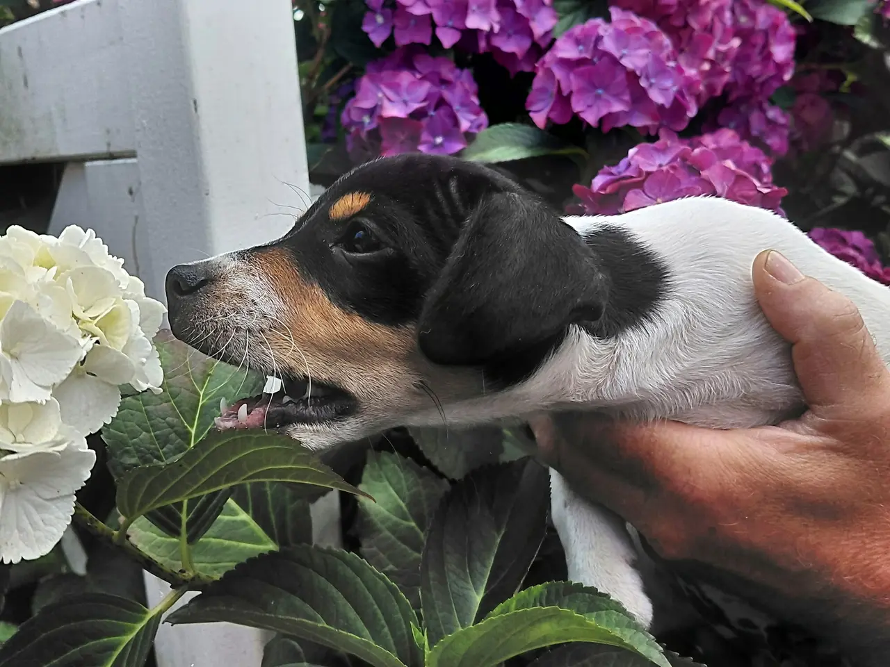 Billede 4 - Gårdhund..Rottehund