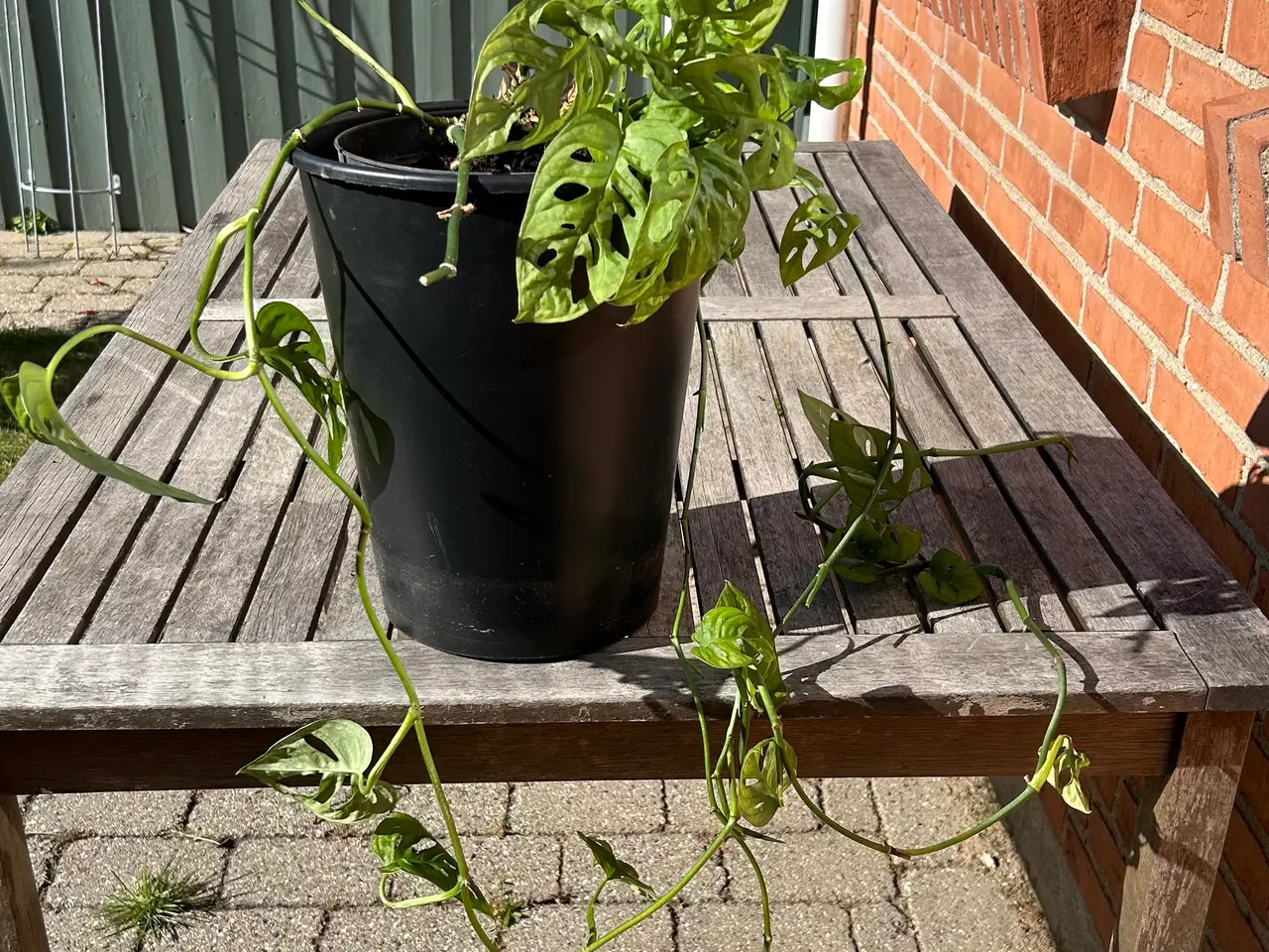 Billede 2 - Stueplante. Monsters Adansonii