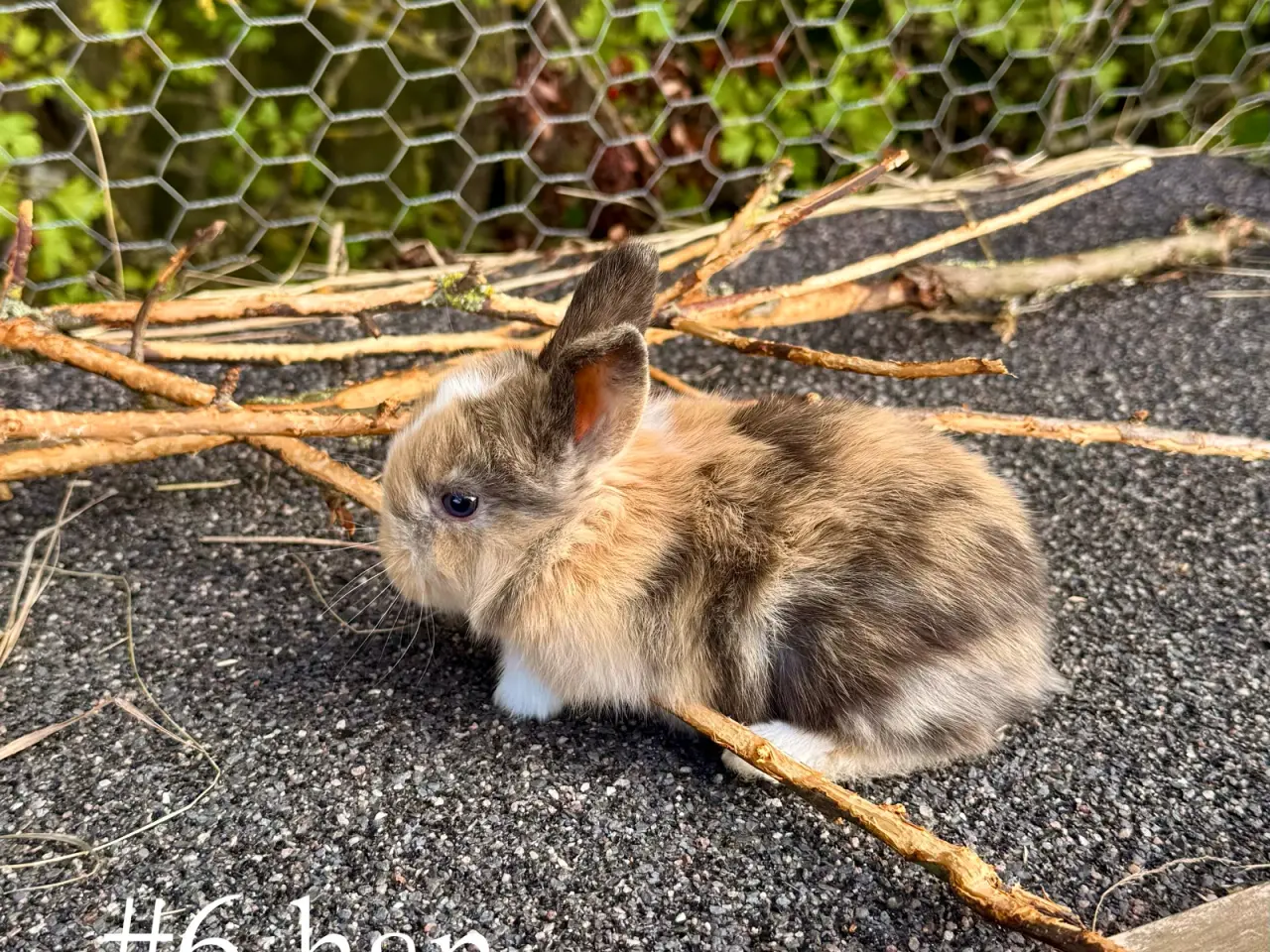 Billede 7 - Mini Lop kaninunger