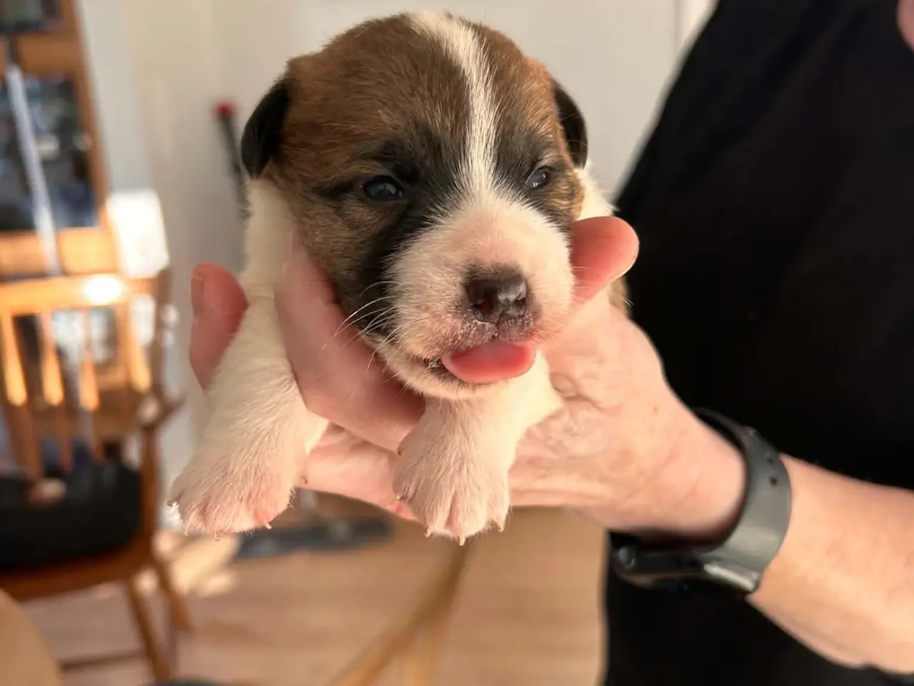 Billede 1 - Jack Russell Hvalp - Glathåret - DKK stamtavle 