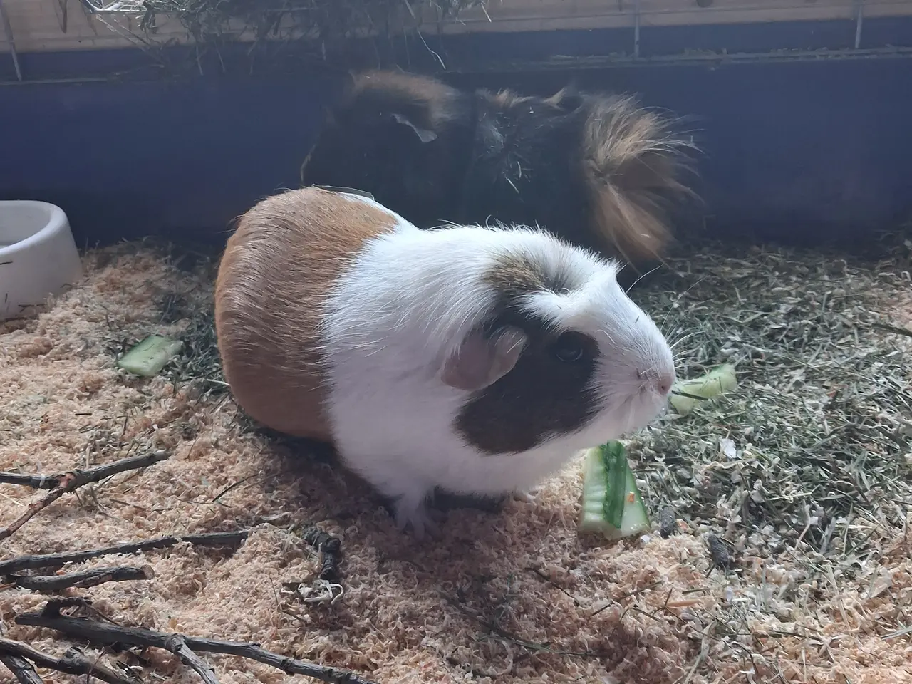 Billede 2 - Marsvin hun 5 år unge 1 /2 år