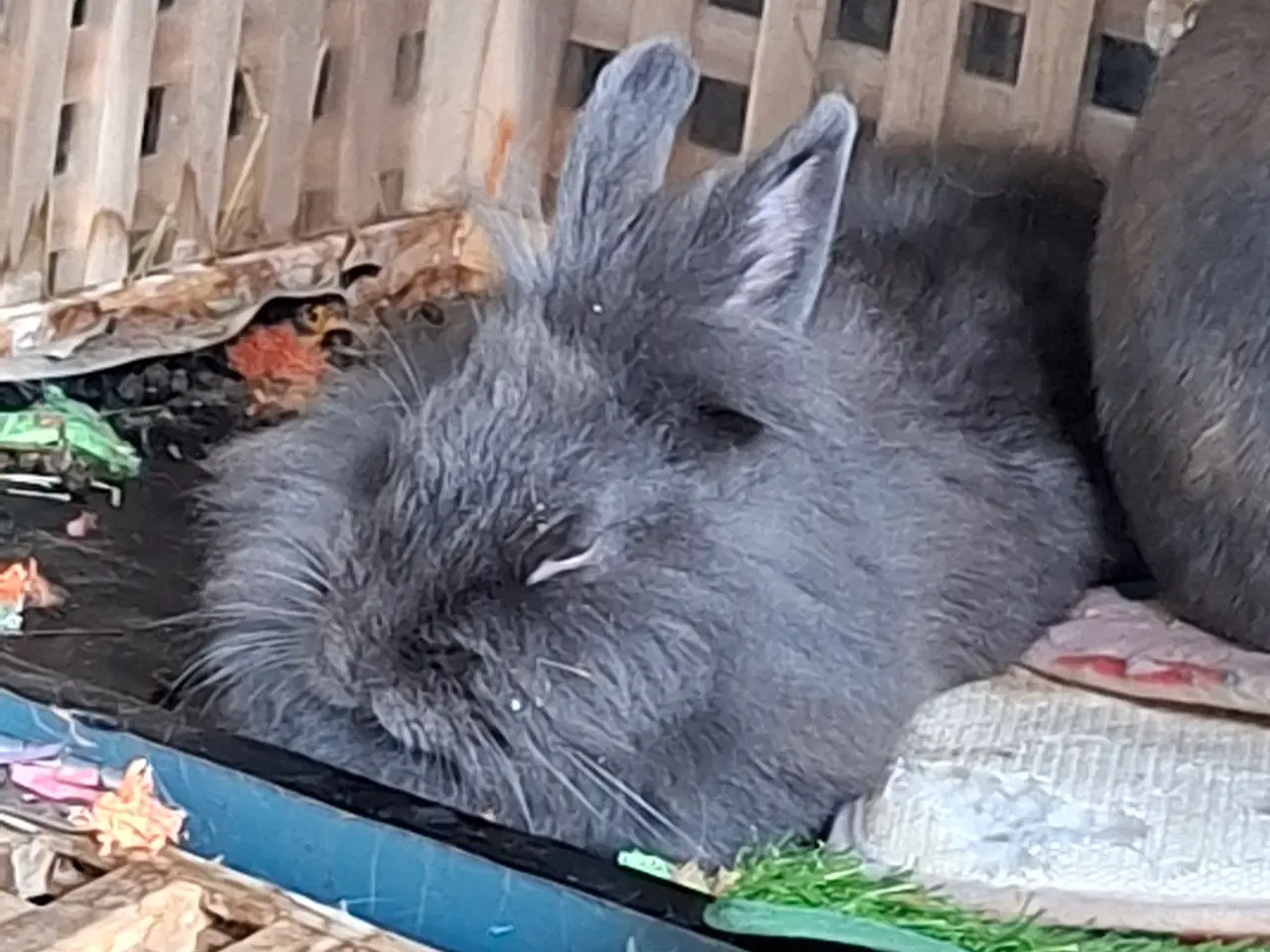 Billede 2 - Balou og Blueberry