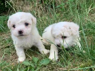 Bichon Frise