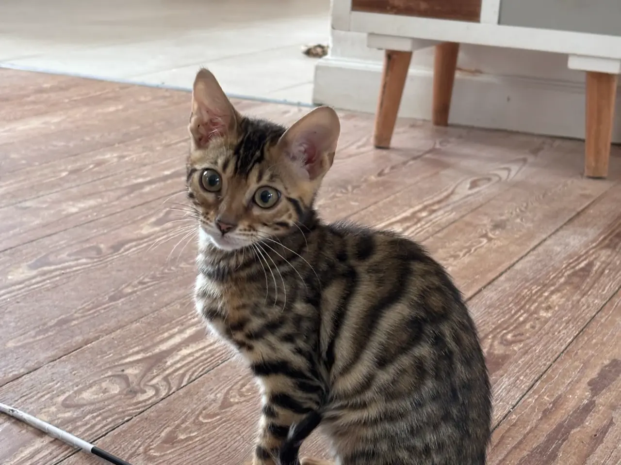 Billede 8 - Fine Bengal killinger klar til afrejse 