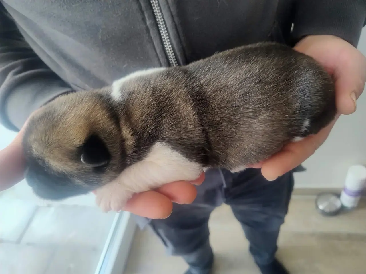 Billede 3 - Hundehvalpe American Akita 🩷💙💙💙