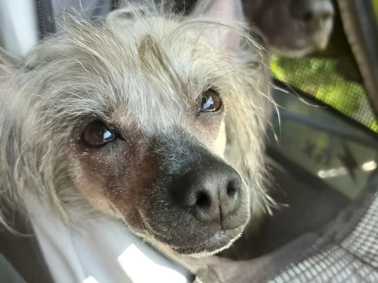 Billede 4 - Chinese crested tæve med dkk stamtavle