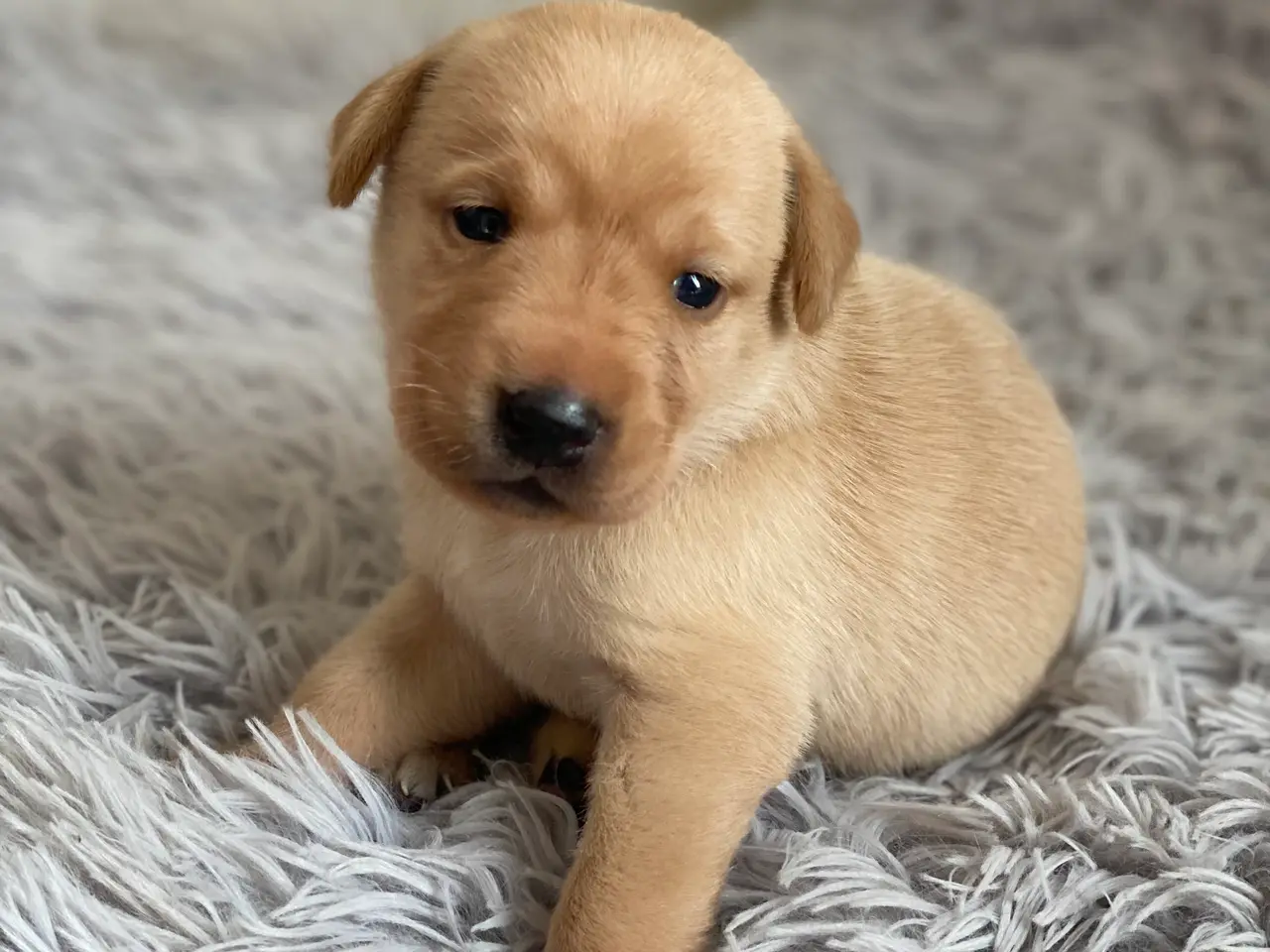 Billede 2 - Labrador hvalpe 