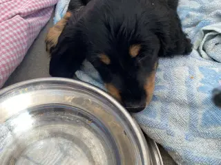 Langhåret dværggravhund hvalp 7 uger