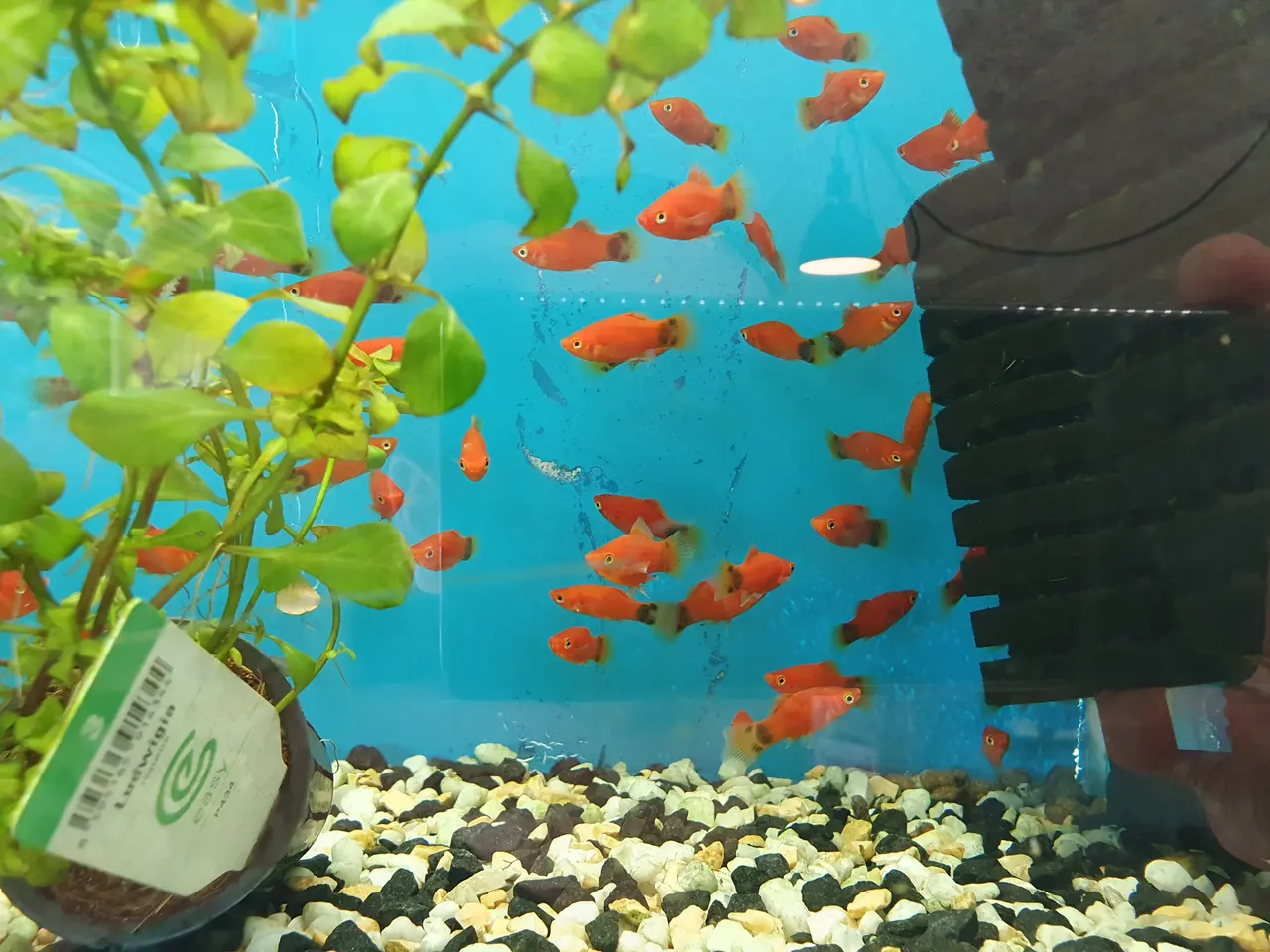 Billede 5 - ❤️🐟 RØD MICKEY MOUSE PLATY TIL SALG 🐟❤️
