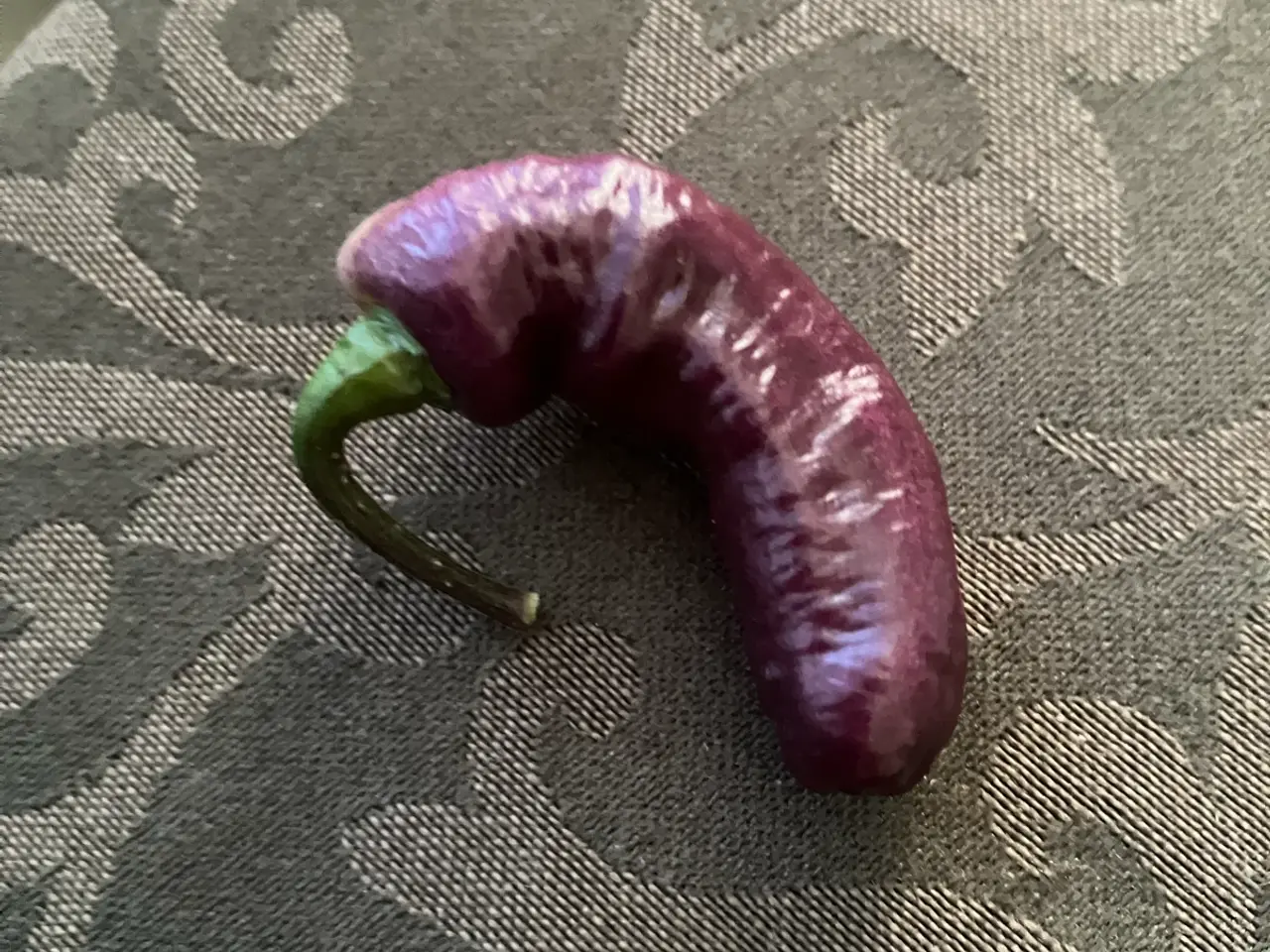 Billede 2 - Chili frø- se tekstfelt