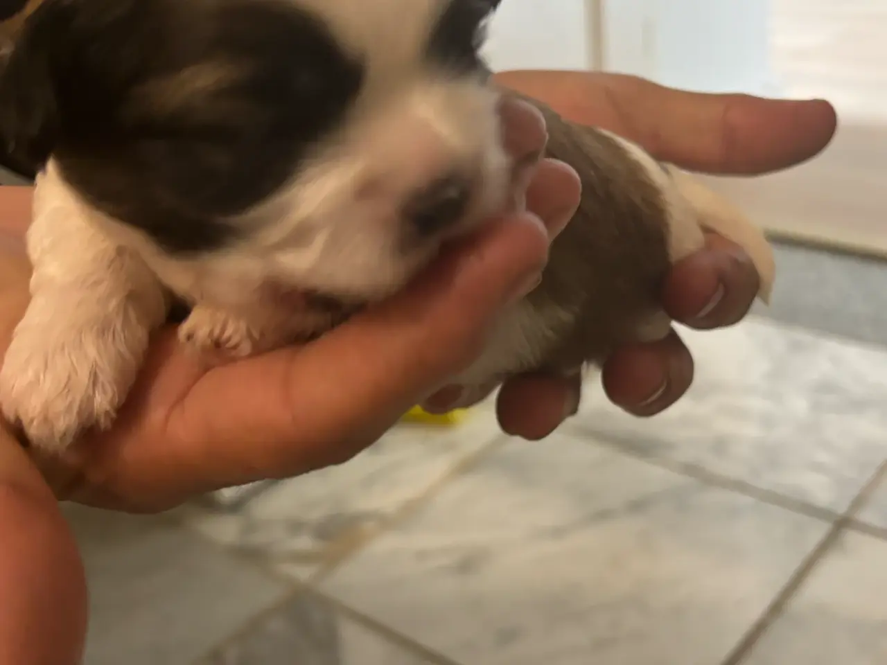 Billede 4 - Hundhvalp 🐶🐶