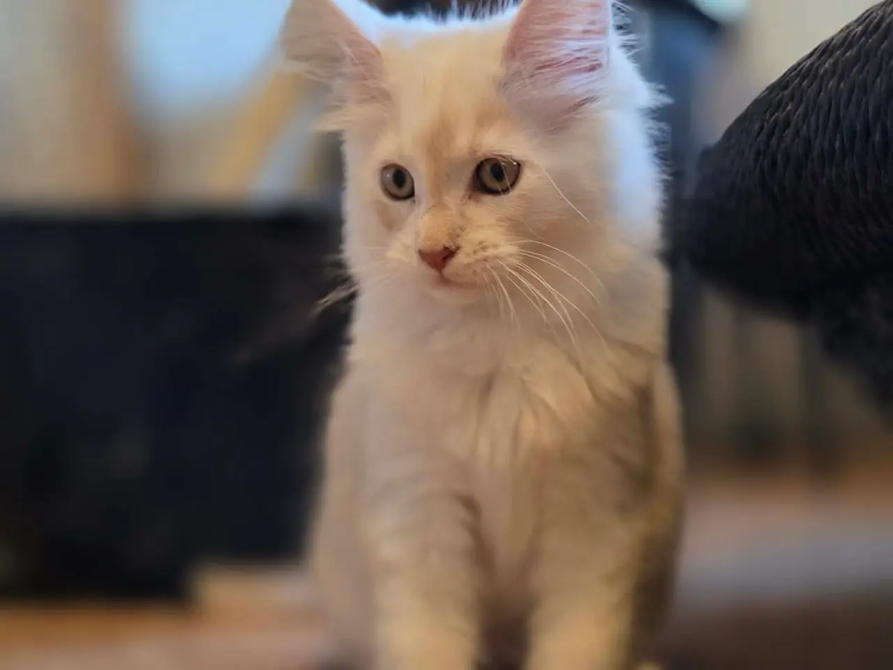 Billede 4 - Maine Coon killing - Pige