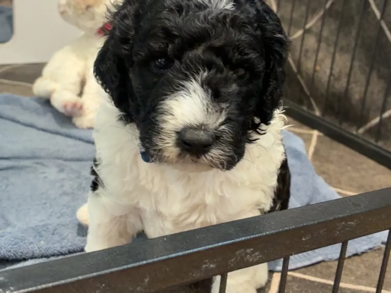 Billede 9 - Labradoodle hvalpe