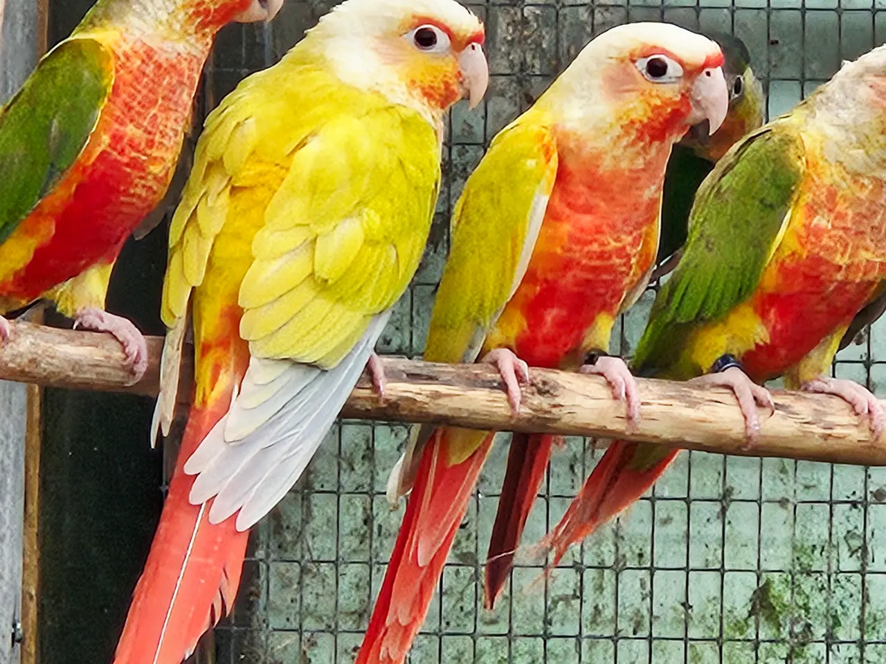 Billede 1 - Mutationer af Molina (grønkindet) conure