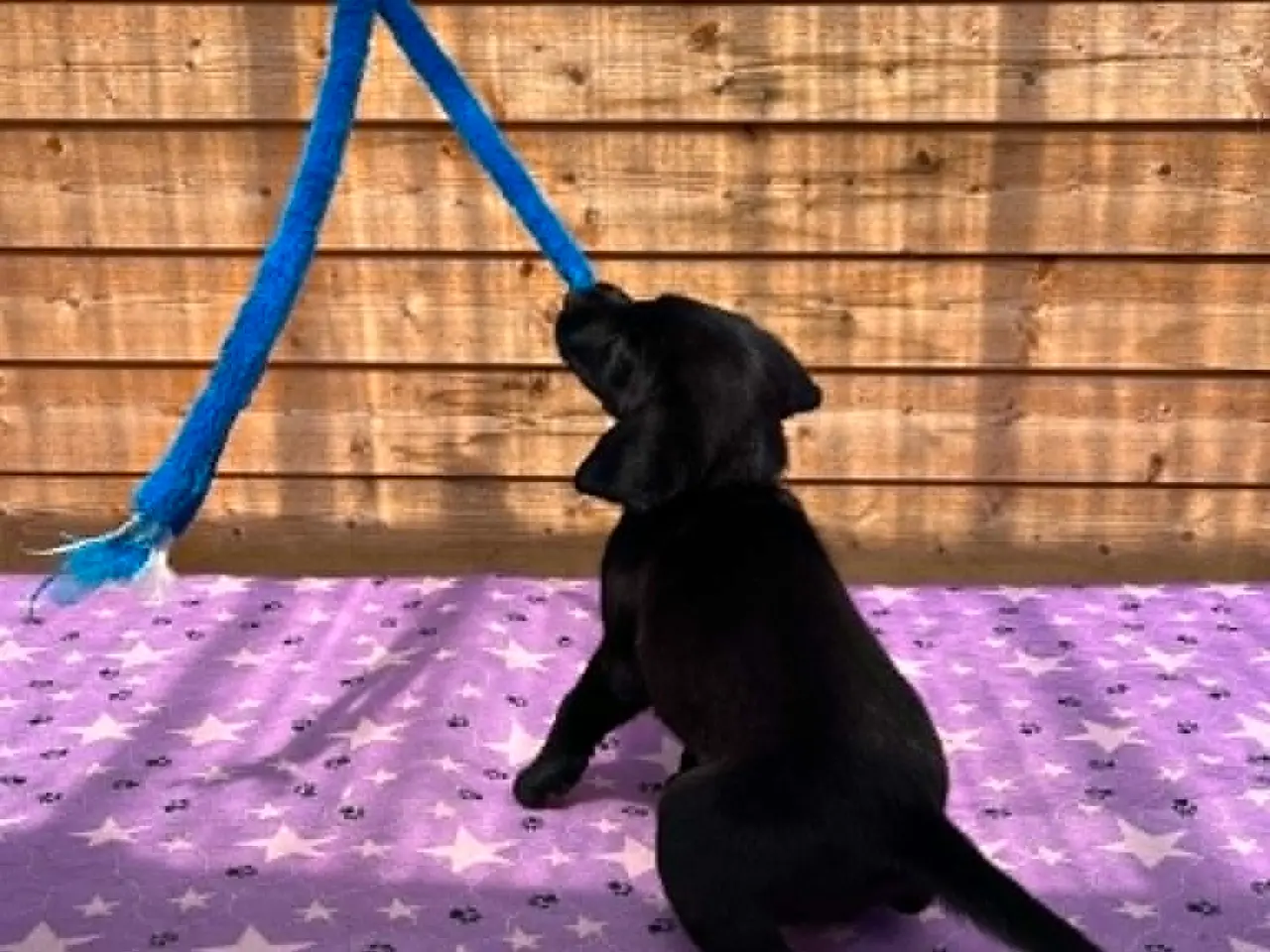 Billede 7 - ❤️ Smuk sort Formel 1 Labrador tæve