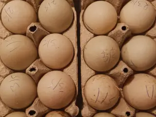 Rugeæg løbeænder