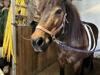 Skønne Smilla søger nyt hjem