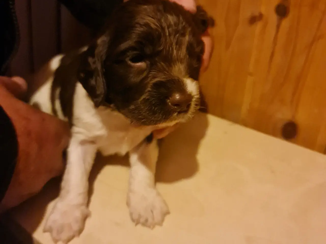 Billede 5 - Engelsk springer spaniel FT